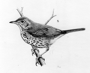 Song Thrush pencil drawing by Dave. F