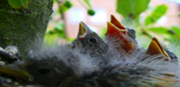 fledglings in nest at Glanrhyd Hospital